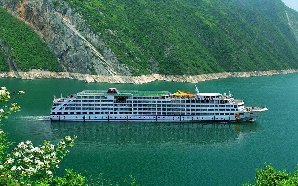 黃(huáng)金(jīn)8号